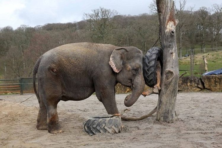 Gajah bernama Anne dipukuli ketika masih bergabung di Super Sirkus Bobby Roberts. Dia diselamatkan pada 2011. (Daily Mail)