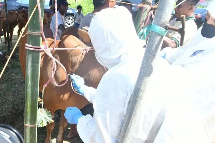 Pelaksanaan vaksinasi PMK di Kabupaten Sumenep yang digelar di Desa Pangarangan Kecamatan/Kota Sumenep, Senin (27/6/2022).