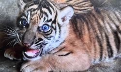 Konservasi Harimau Sumatera Perlu Arah Jelas, SRAK Urgent Diterbitkan