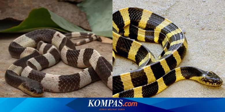 8 Perbedaan Ular Weling dan Welang yang Penting Diperhatikan