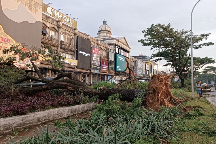 Potret pohon yang tumbang di sekitar ruko De Mansion, Alam Sutera, Serpong, Tangsel pada Sabtu (17/12/2022) sore. 
