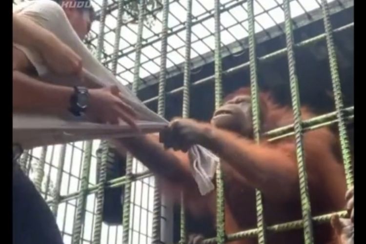 Tangkapan layar video viral seorang pria ditarik orangutan di Kasang Kulim Zoo di Kecamatan Siak Hulu, Kabupaten Kampar, Riau, Selasa (7/6/2022).