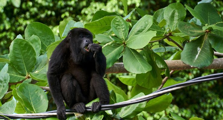 Monyet Howler Makan Daun 13 Juta Tahun Lalu, Ubah Arah Evolusi Primata