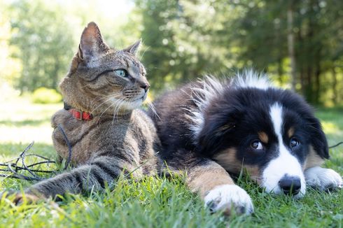 Bisakah Anjing Membedakan Dirinya dengan Kucing?