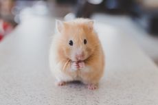 Apakah Hamster Boleh Makan Keju?