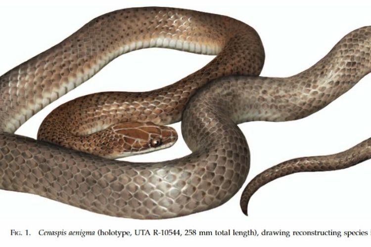 Rekonstruksi ular Cenaspis Aenigma
