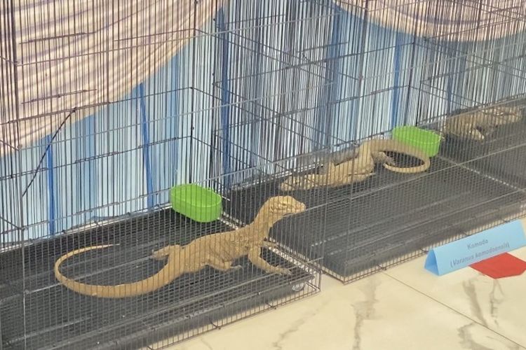 KSDA Pastikan Komodo yang Diperdagangkan Bukan dari Taman Nasional