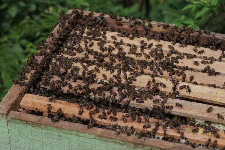 Lebah madu apiscerana di sarang lebah madu di peternakan madu Takoma, Sidamanik, Simalungun, Sumatera Utara, Minggu (12/12/2021). Penangkaran yang diinisiasi sejak tahun 2015 ini memiliki konsep agrowisata edukasi dan konservasi.
