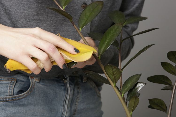 Ilustrasi membersihkan daun tanaman dengan kulit pisang. Kulit pisang memberikan nutrisi yang dibutuhkan oleh tanaman. 