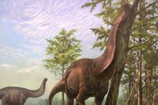 Langka, Ahli Temukan 17 Gigi Dinosaurus Sauropoda di Australia