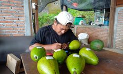 Manfaatkan Teknologi, Bisnis Hortikultura Pemuda Asal Semarang Tembus Pasar Asing