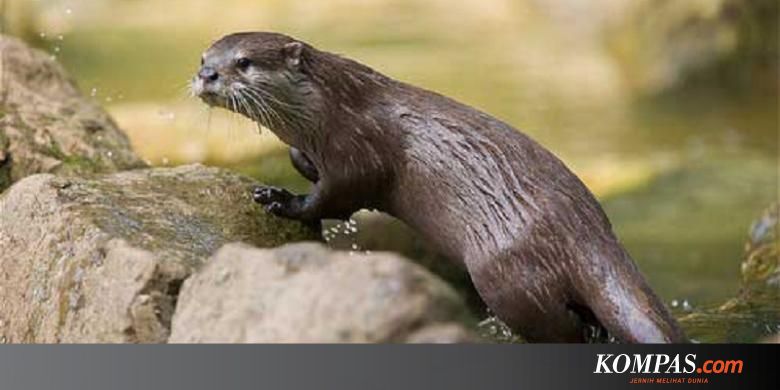 Berang Berang Bertampang Lucu Tetapi Kejam Secara Seksual