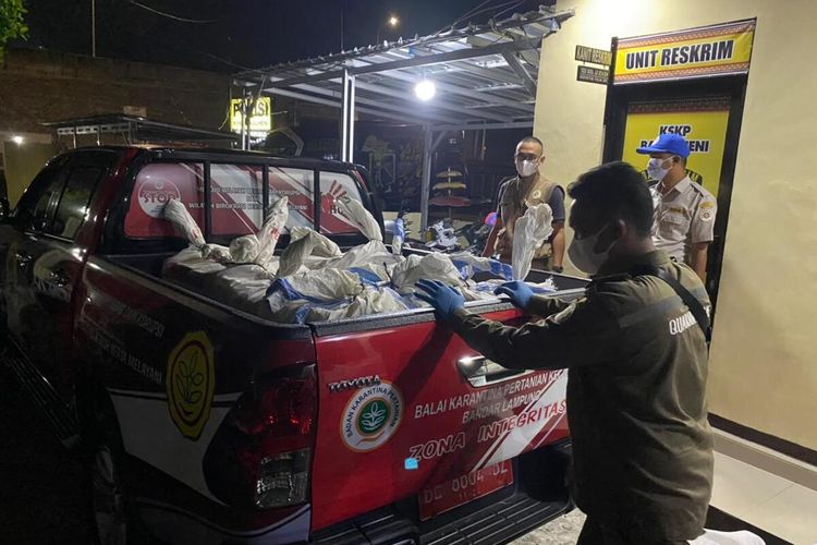 Daging celeng seberat total 1,26 ton yang penyelundupannya digagalkan di Pelabuhan Bakauheni.