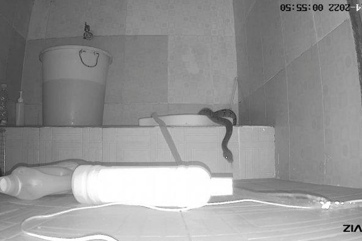 Tayangan CCTV yang dipasang di kamar mandi, terlihat ular berada di area kamar mandi warga Cengkareng, Jakarta Barat pada Kamis (14/7/2022). 