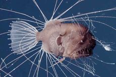 Kamasutra Satwa: Anglerfish Jantan Gigit Tubuh Betina, Jadi Parasit untuk Selamanya