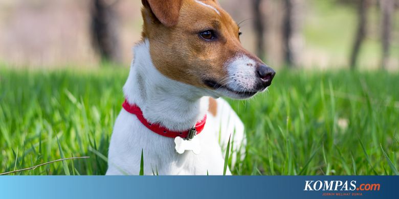Satu Keluarga Di As Selamat Dari Kebakaran Berkat Anjing