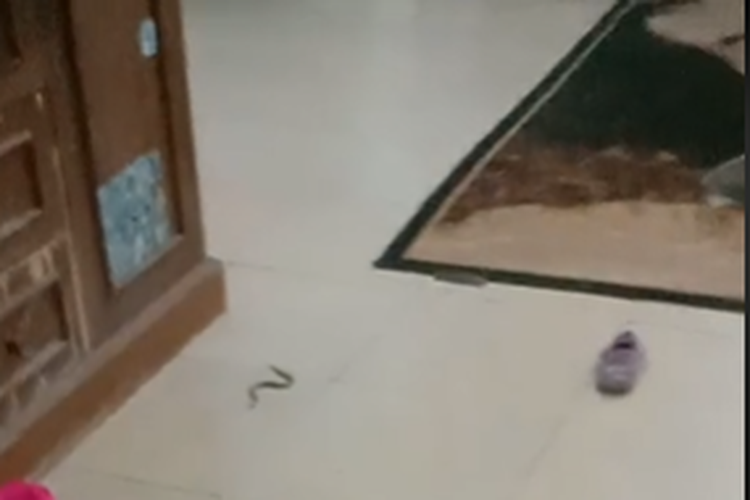 Tangkapan layar video yang merekam ular kecil bisa loncat di dalam rumah