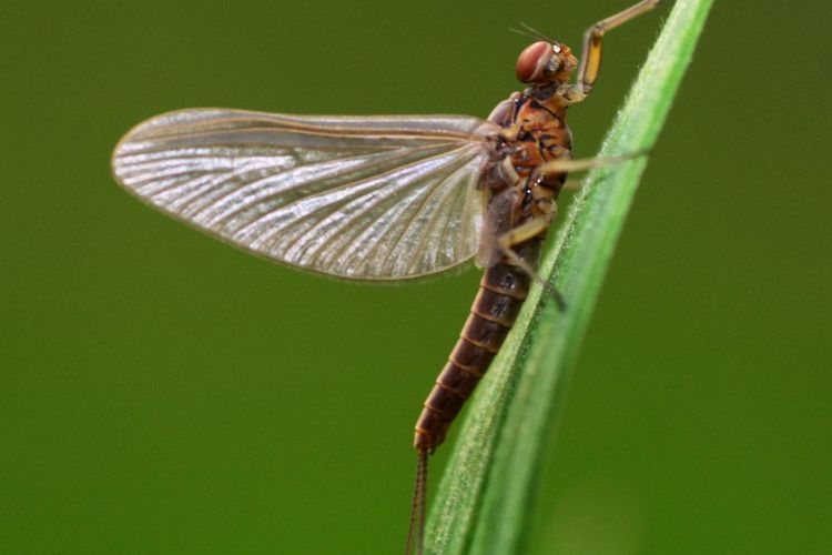 Mayfly atau lalat capung
