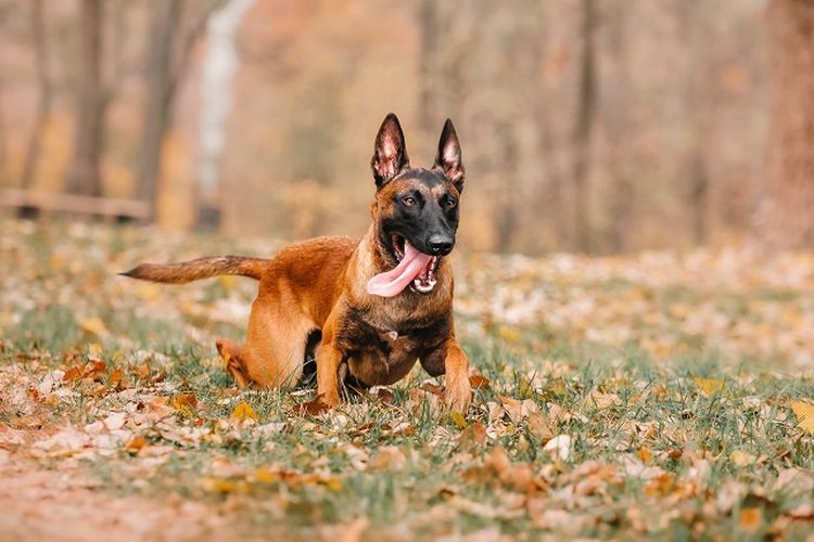 Ilustrasi dikejar anjing Belgian Malinois.