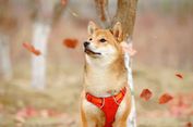 Mengenal Shiba Inu, Ras Anjing Kuno Asli Jepang