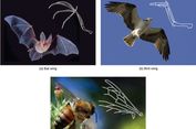 apa bahasa inggris hidung Apa yang Dimaksud dengan Homologi dan Analogi dalam Evolusi