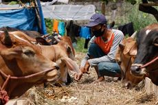 Penjual Hewan Kurban di Bekasi Bikin Promo: Beli Sapi Gratis Domba dan Golok