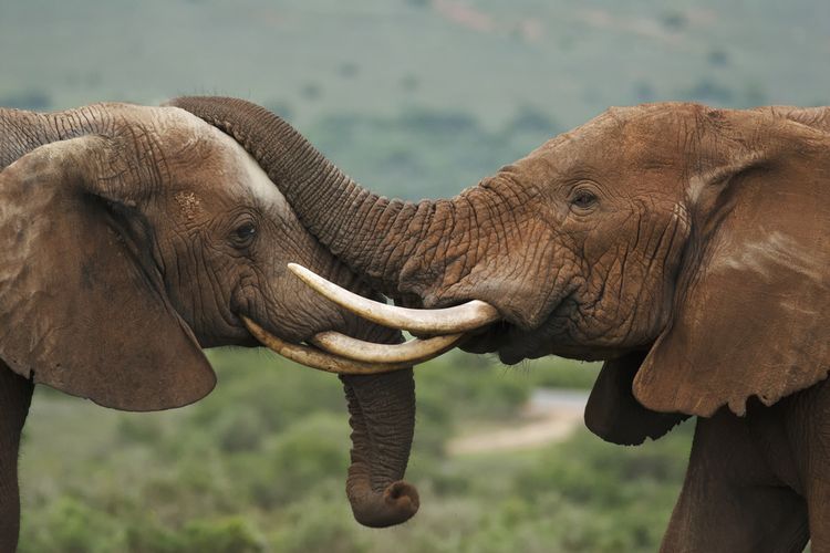Ilustrasi gajah. 