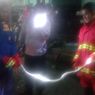 Nyaris Melilit Warga, Ular Piton 3 Meter Dievakuasi