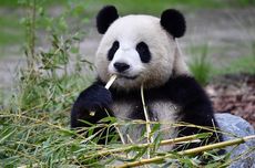 Meng Meng, Panda Betina di Kebun Binatang Jerman Lahirkan Anak Kembar