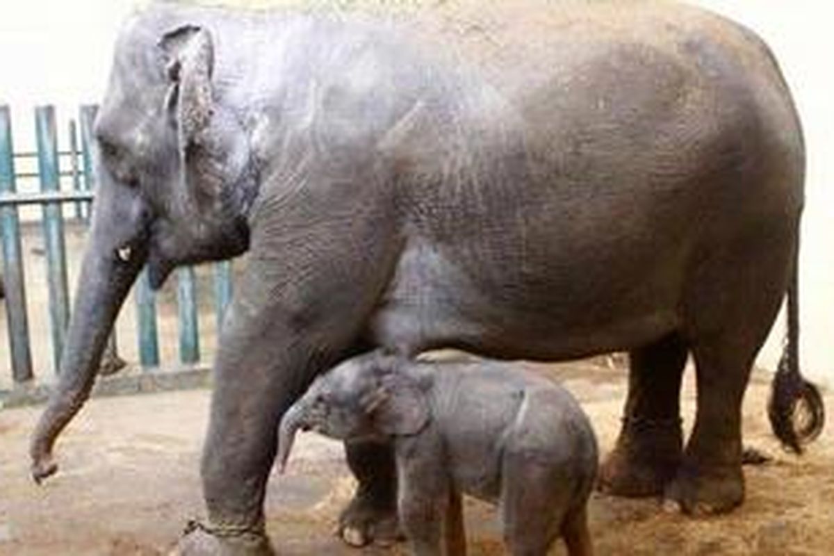 Bayi gajah seberat 76,5 kilogram dengan tinggi 85 cm itu, dinamai Januar, karena lahir di bulan Januari.