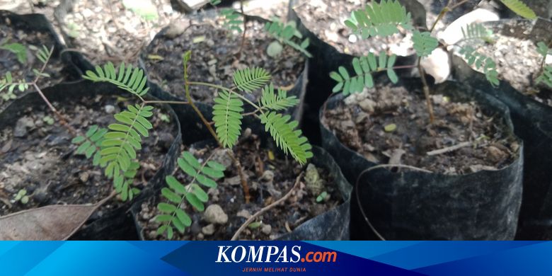 Bukan Hanya Jambu Biji 10 Tanaman Ini Juga Bisa Jadi Obat Dbd Halaman All Kompas Com