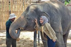 Seekor Gajah Koleksi Solo Safari Mati, Penyebab Masih Misteri