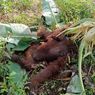 Orangutan Dewasa Ditemukan Tewas di Kalbar, Ditemukan Bekas Luka