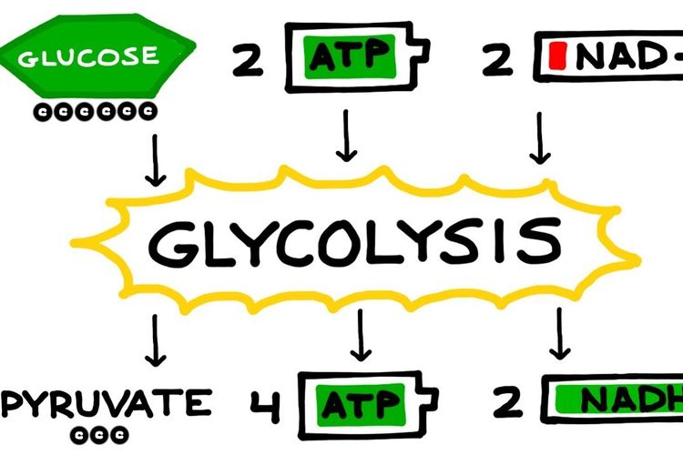 Proses glikolisis menghasilkan asam piruvat, ATP dan NADH