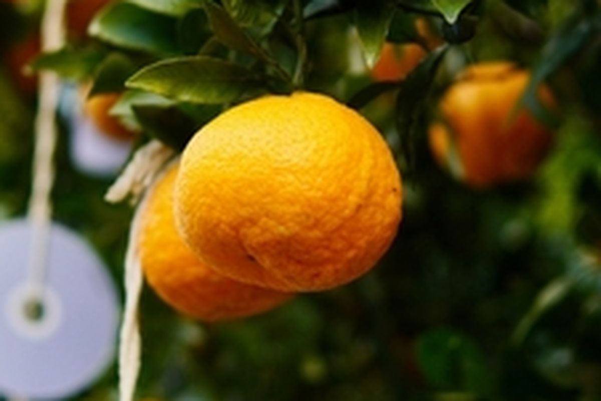 Ilustrasi buah jeruk mandarin