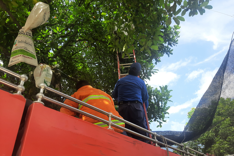 Petugas Damkar Kabupaten Lumajang melakukan evakuasi sarang tawon vespa berukuran besar di rumah halaman rumah warga, Jumat (13/5/2022)