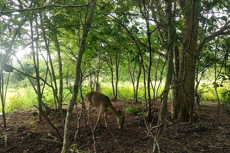 NTT Musim Kering: Pohon Ampupu dan Keindahan Sabana