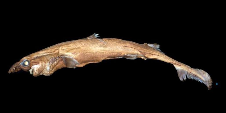 Etmopterus lailae