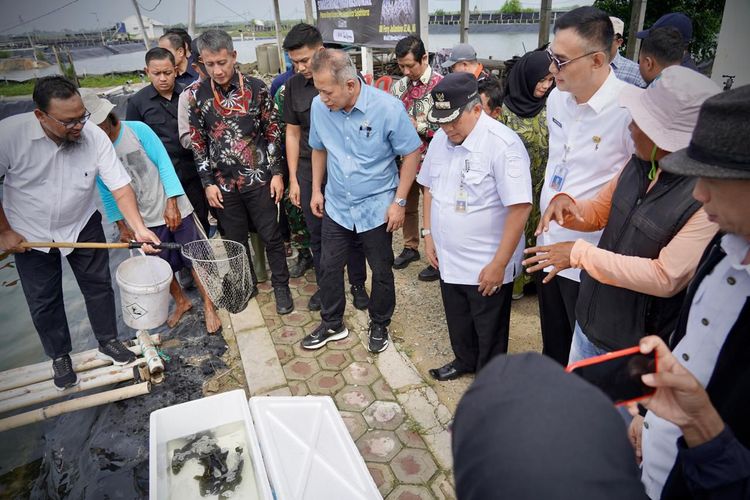 Wakil Menteri Koperasi (Wamenkop) Ferry Juliantono melakukan panen perdana ikan kakap putih dan ikan kerapu yang diproduksi oleh Koperasi Mambo Mina Mekar Sejahtera di kawasan Muaragembong, Kab.Bekasi, Jawa Barat, Rabu (22/01). Hasil budidaya ikan ini selanjutnya didistribusikan untuk memenuhi kebutuhan hotel dan restoran di area Jabodetabek.