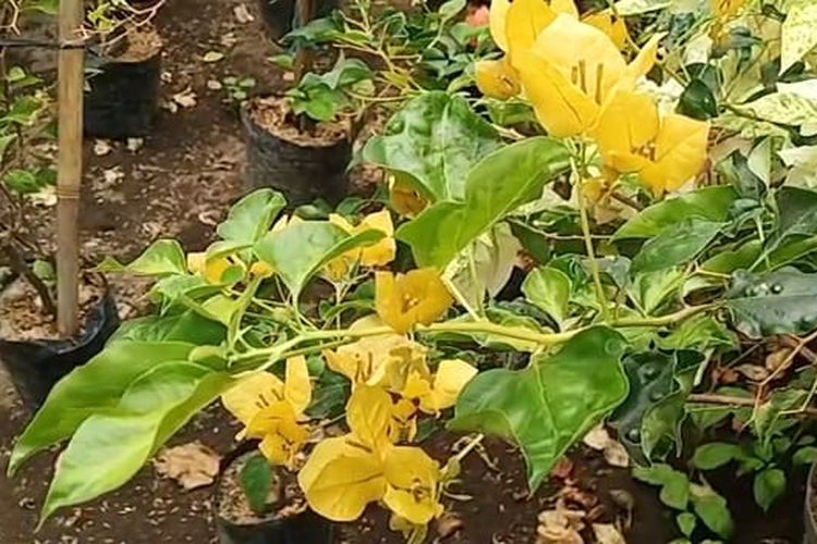 Salah satu jenis bunga bougenvile yang dibudidayakan oleh Kelompok Masyarakat Sadar Wisata (Pokdarwis) Desa Tunjungan Kecamatan Ngombol, Kabupaten Purworejo, Jawa Tengah.