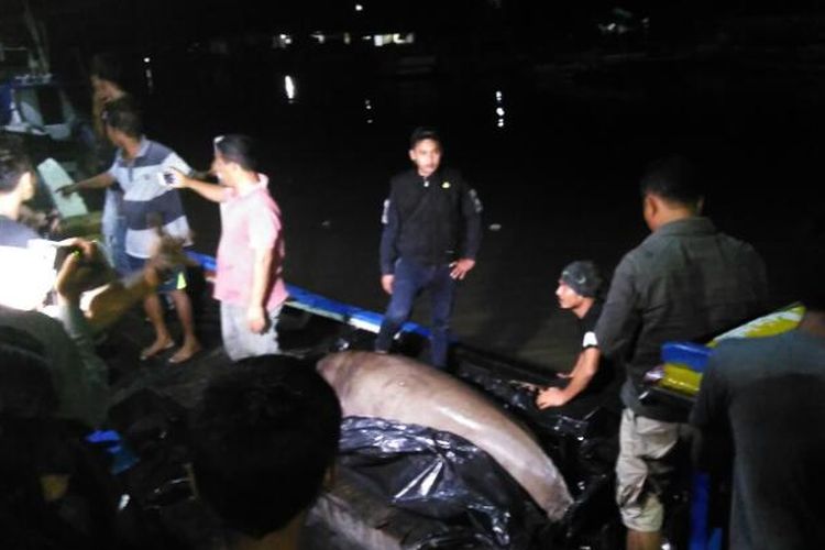 Ikan dugong sepanjang 2 meter yang dilepas ke tengah laut di Bangka Tengah, Kepulauan Bangka Belitung.