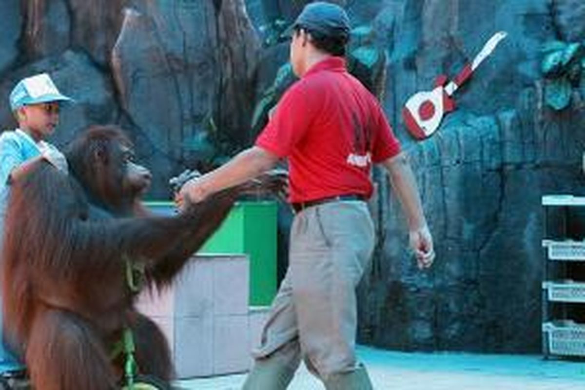Seorang anak bermain sepeda bersama orangutan didampingi keeper di Kebun Binatang Surabaya, Jawa Timur, Kamis (5/12/2013).
