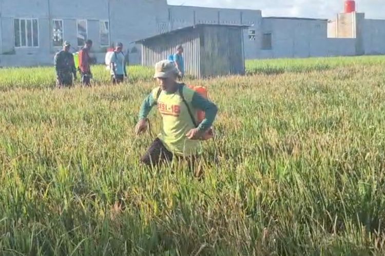 Ratusan tanaman padi petani di Kabupaten Ponorogo terserang hama wereng coklat. Untuk mengantisipasi meluasnya hama wereng Dinas Pertanian Kabuoaten Ponorogo melakukan gerakan penyemprotan pestisida secara massal.