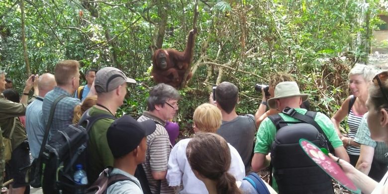 Wisatawan mancanegara memadati Taman Nasional Tanjung Puting pada saat musim libur, Juli 2017 lalu.