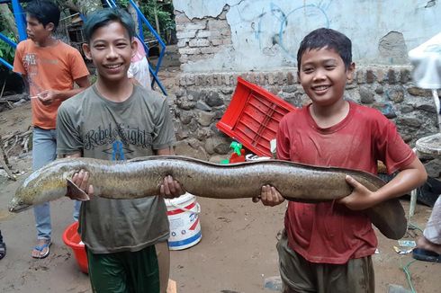 Usai Banjir Bandang, Warga Tangkap Ribuan Ikan Besar di Sungai Ciujung Lebak