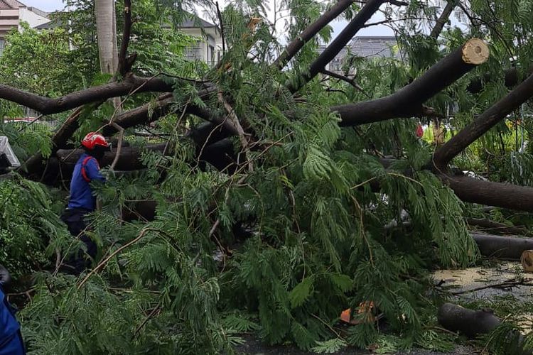 Evakuasi pohon sengon yang tumbang di Jalan Kembangan Raya pada Selasa (8/12/2020). Pohon yang tumbang menimpa tiga buah motor yang sedang terparkir.
