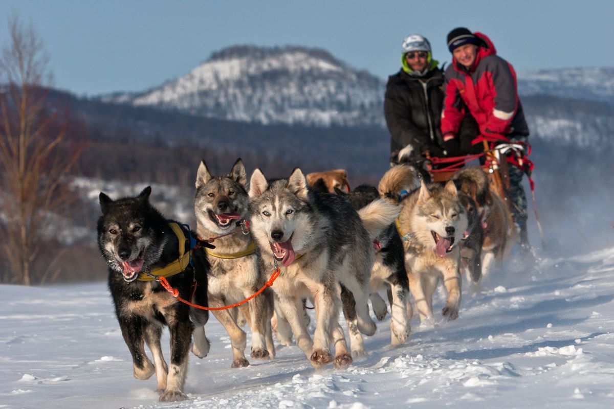 Ilustrasi anjing ras penarik kereta salju. Sejak ribuan tahun, nenek moyang anjing ras seperti Husky dan Malamut telah membantu manusia menarik beban di atas daratan bersalju.