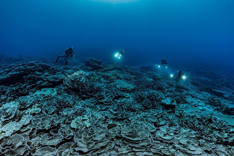 Para ilmuwan menemukan hamparan terumbu karang berbentuk mawar di lepas pantai Tahiti. 