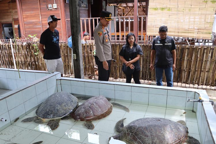 Perdagangan Penyu di Bali Masih Marak, Daging Dikonsumsi dan Sisik Jadi Aksesori