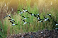 Studi Ungkap 1400 Spesies Burung Punah karena Manusia, Kok Bisa?